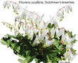 DS-153 Dicentra cucullaria white.jpg